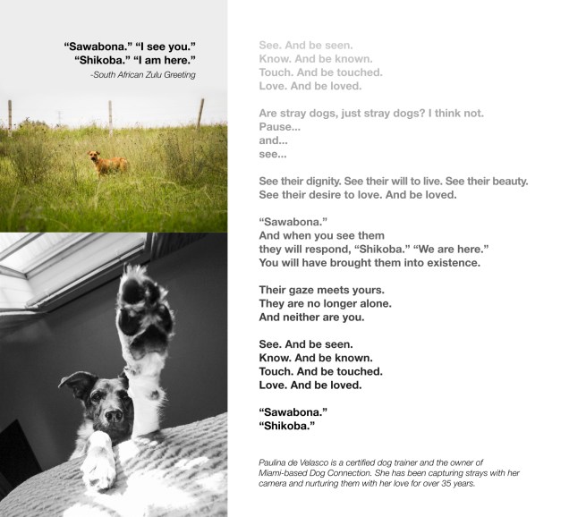 barkbasel perros mexico jpeg